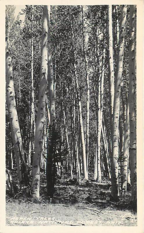 RPPC KAIBAB NATIONAL FOREST, AZ Arizona   ASPEN GROVE  c1940s Frasher   Postcard