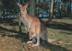 Busselton Forest Australian Red Deer Called Joey Postcard