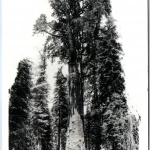 c1950s Sequoia National Park, CA RPPC General Sherman Biggest Tree in World A203