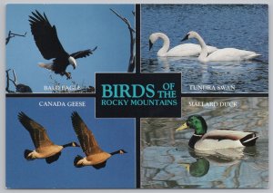 Birds~Rocky Mtns~Bald Eagle~Tundra Swan~Canada Geese~Mallard Duck~Continental PC