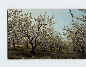 Postcard Apple Blossom Tim, Gays Mills, Wisconsin