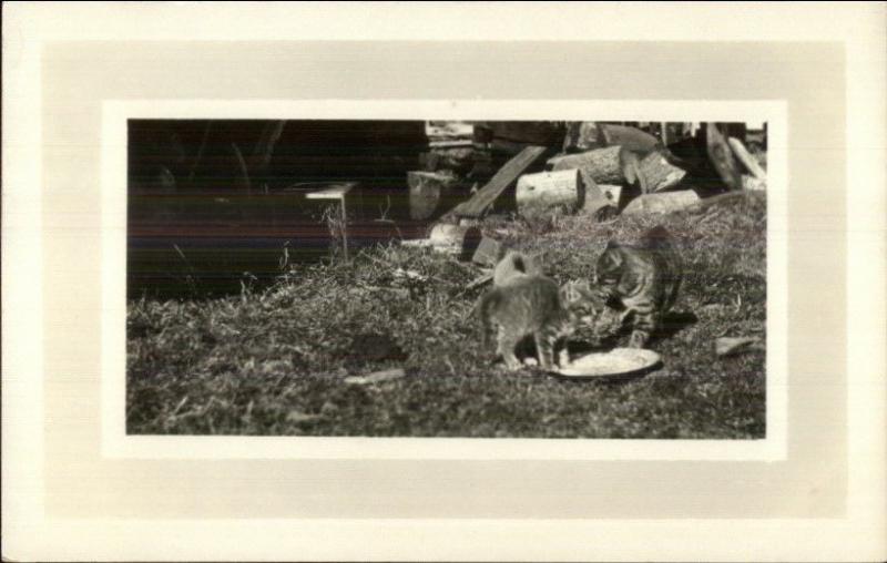 Kittens Kitty Cats & Milk Saucer Amateur Real Photo Postcard c1915