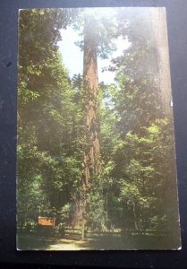 VINTAGE   USED  POSTCARD  - GIANT REDWOOD