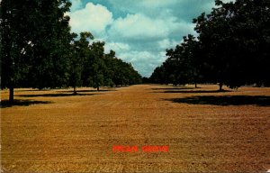 Pecan Grove In The Southland