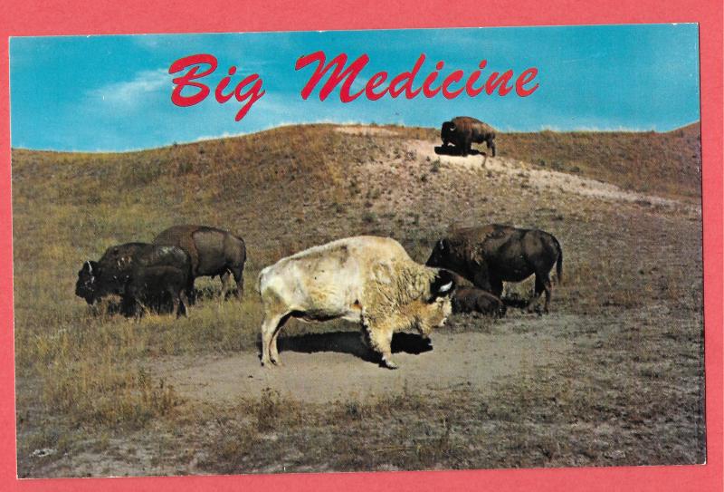 Montana - Big Medicine, sacred White Buffalo