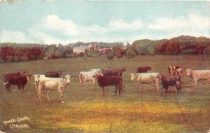 uk48504 north castles dublin ireland cows