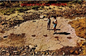 Dinosaur Tracks in Creek Bed, Kenton OK Vintage Postcard A64