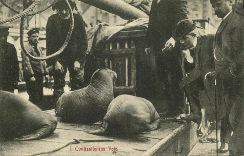 norway norge, I Civilisationens Vold, Caught Sea Lions (1910s) Postcard