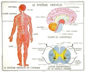 The Human Brain Nervous System Old School Wall Diagram Chart Postcard