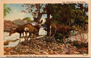 Postcard Wild Deer in the Rockies