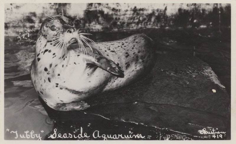 Tubby The Sea Lion Seaside Aquarium Old Cute Real Photo Postcard