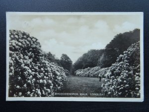 Wiltshire Warminster LONGLEAT Rhododendron Walk c1930s RP Postcard by Wilkinson