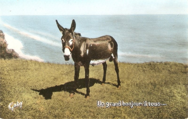 Donkey. Un grand bonjour a tous... Modern French Greetings postcard