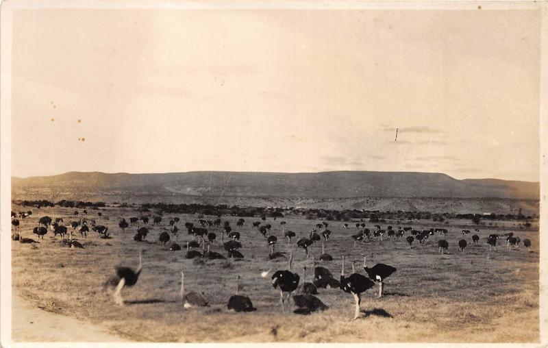 B92033 rsa  Ostrich farming africa south africa