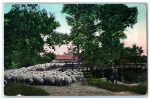 1915 All Wool Road Wide Sheep Bridge Hamilton Montana Vintage Antique Postcard