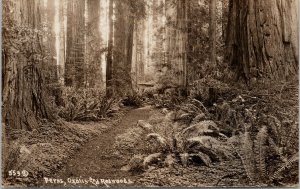 Ferns Oxalis and Redwoods CA California Unused RPPC Postcard G91