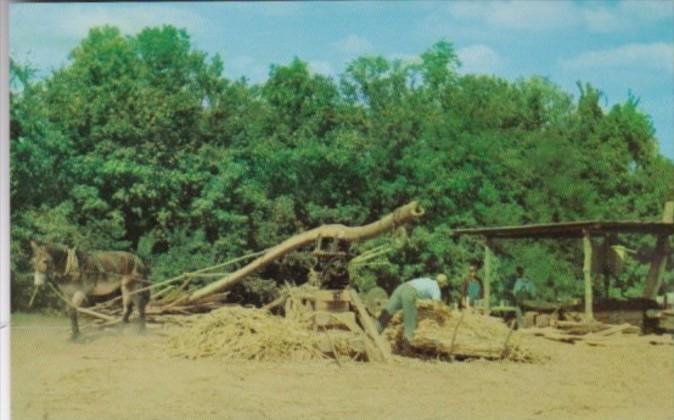 Making Sorghum Molasses Down South