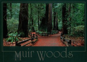 Muir Woods,CA BIN