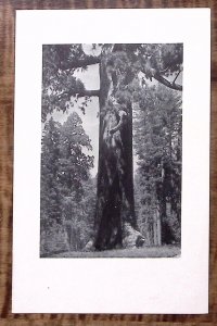 1938 YOSEMITE THE AHWAHNEE MENU ANSEL ADAMS MARIPOSA GROVE AUG 9 DINNER Z2880