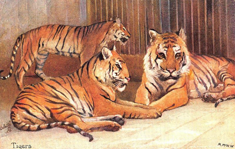 Raphael Tuck Animal Studies Tigers #9054 Postcard