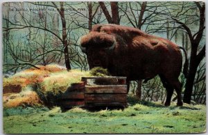 1910's The Buffalo Minnehaha Park Minneapolis Minnesota MN Posted Postcard