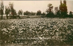 Postcard RPPC C-1910 Michigan Vicksburg Lotus Bed Grimes MI24-2059