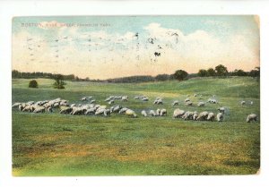 MA - Boston. Franklin Park, Grazing Sheep ca 1907