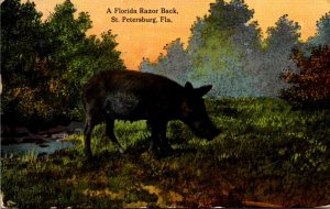 Pigs A Florida Razorback 1914 Curteich