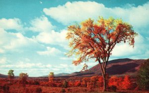 Vintage Postcard Stately Elm Trees Shadow Broad Noble Heights Manchester Vermont