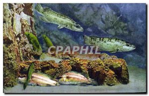 Old Postcard Aquarium Monaco Cliche Property exclusive Barba Oceanographic Mu...