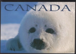 SEAL PUP Their white fur is where the name white coats is derived ~ Cont'l