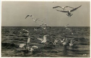 Sailing & navigation themed postcard seagulls on the sea