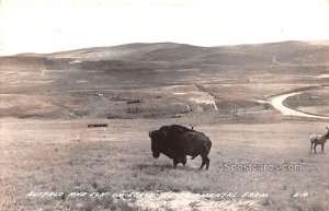 Buffalo and Elk in North Platte, Nebraska