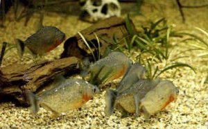 Piranha Fish - Marineland, California CA  