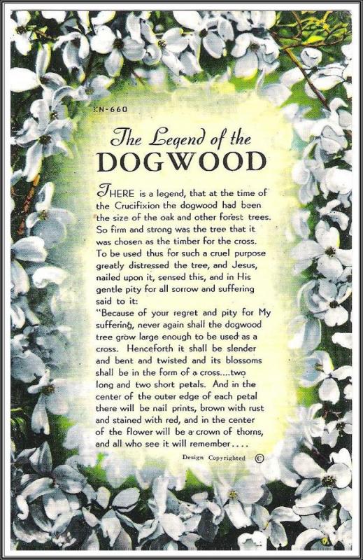 The Legend of The Dogwood Postcard - [MX-308]