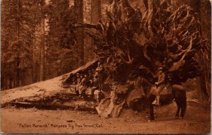 Postcard Fallen Monarch Mariposa Big Tree Grove in Yosemite, California