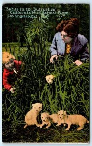 LOS ANGELES, CA Babies in the Bulrushes CALIFORNIA WILD ANIMAL FARM  Postcard