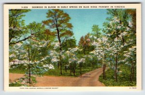 Dogwood Trees In Bloom Early Sprint On Blue Ridge Virginia Postcard Linen Unused