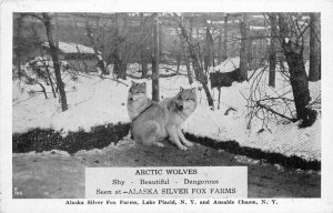 New York Lake Placid Artic Wolves Silver Fox Farms 1930s Postcard 22-3736