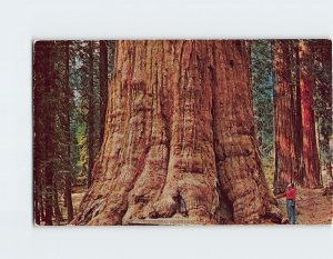 Postcard Base Of General Sherman Tree, Sequoia National Park, California