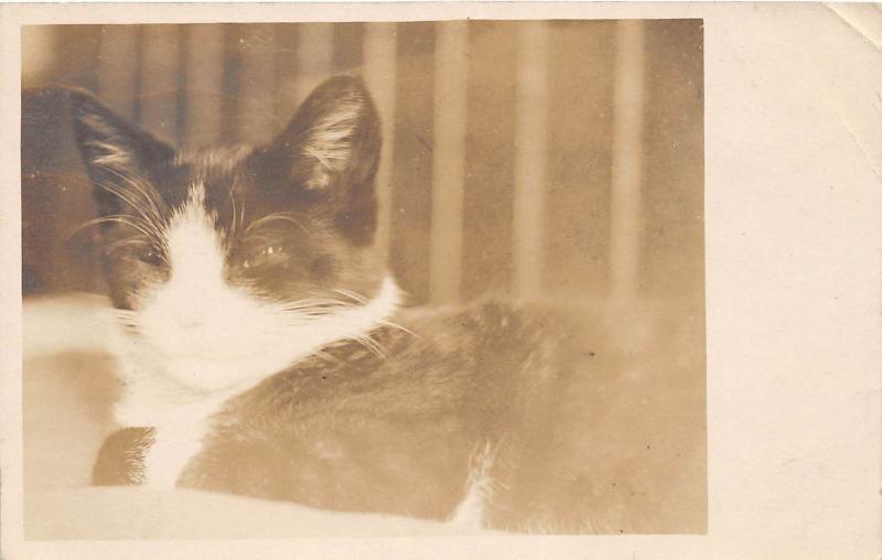 E59/ Interesting Real Photo RPPC Postcard c1910 Unique Sleeping Cat Eye 8