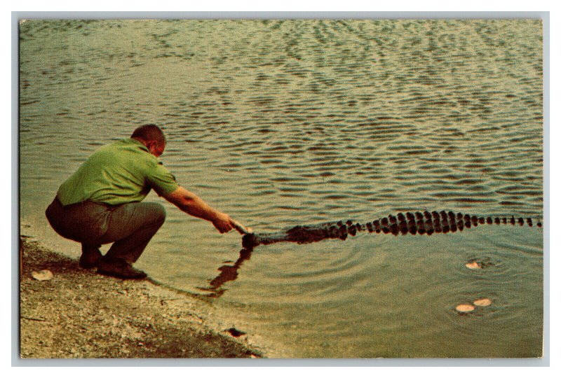 Postcard SC Dinner Time  Huntington Beach State Park Vintage Standard View Card 