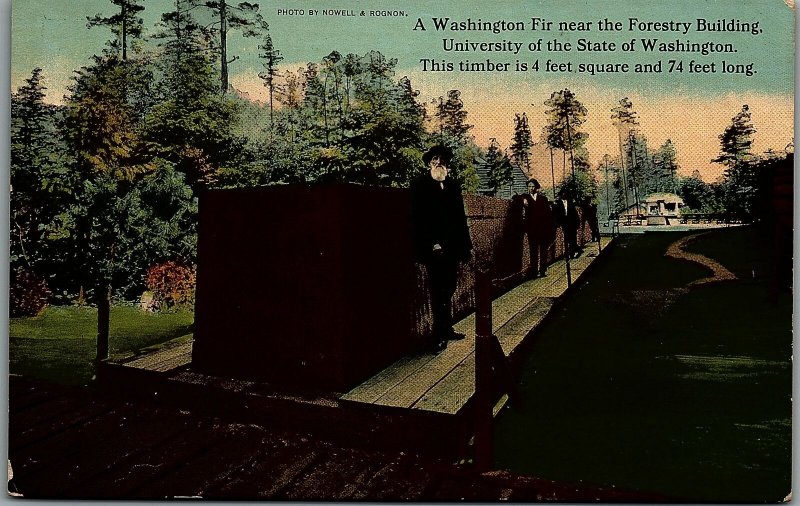 c1910 HUGE WASHINGTON FIR UNIVERSITY OF STATE OF WASHINGTON POSTCARD 14-128 