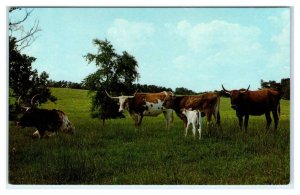 CONCORD, NC ~ Texas Longhorns at BUFFALO RANCH  c1960s Cabarrus County Postcard