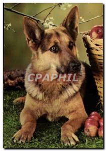 Fancy Modern Postcard German Shepherd Dog (dog)