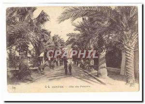 Menton Old Postcard Allee palms