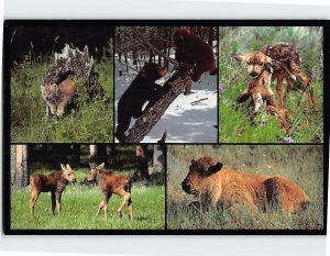 Postcard Born Free Little Animals of the Wild