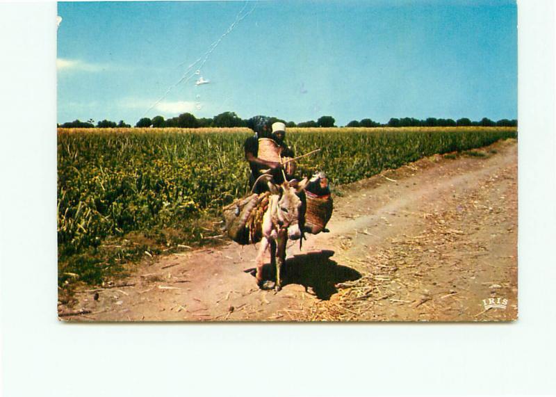 Postcard Haiti Farming Native Burro Plantations Port Au Prince   # 4167A