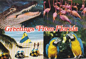 Greetings From Florida Multi View