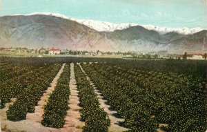 Postcard Winter Scene Azusa CA Agriculture Tilton's Tally Ho Trip Orange Groves